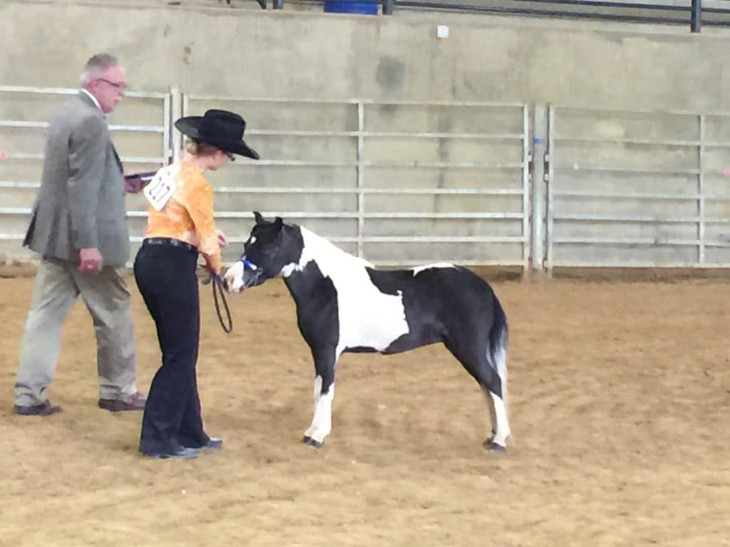 Miniature Horse Show