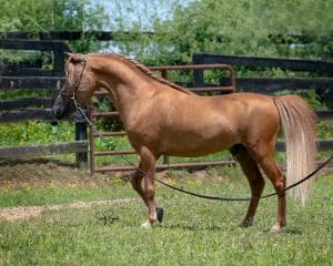 DDMinis KSB Peppys Powerful Thunder
