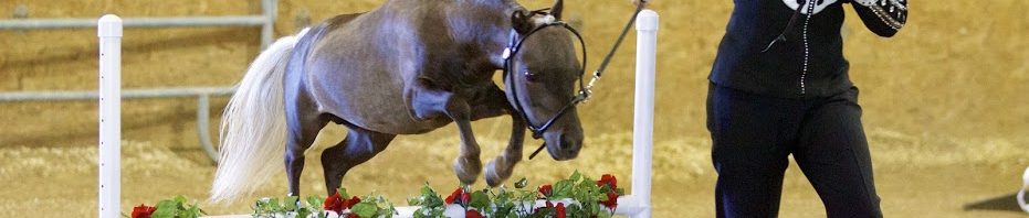 What can you do with Miniature Horses?