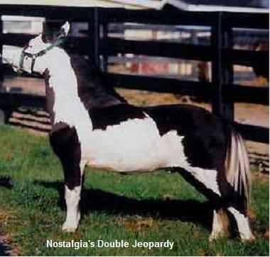 Horse Coat Patterns