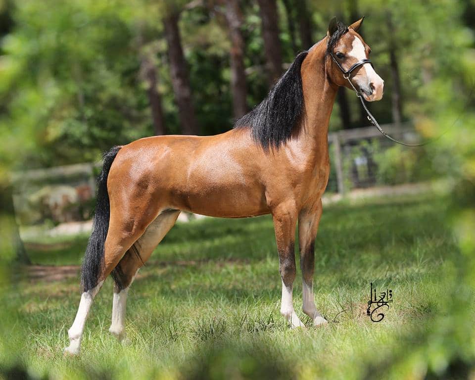 Horse Coat Colors