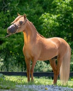 DDMinis KSB Peppys Powerful Thunder a stallion at DD Mini Farm